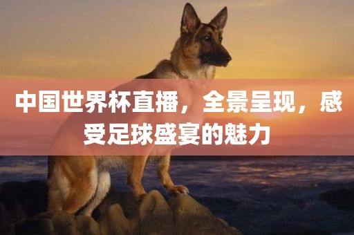 中国世界杯直播，全景呈现，感受足球盛宴的魅力金炬实业股份有限公司