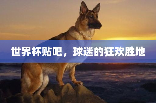 世界杯贴吧，球迷的狂欢胜地金炬实业股份有限公司