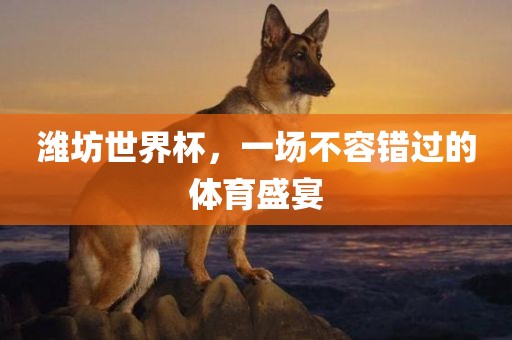 潍坊世界杯，一场不容错过的体育盛宴