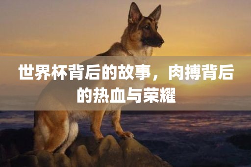 世界杯背后的故事，肉搏背后的热血与荣耀金炬实业股份有限公司